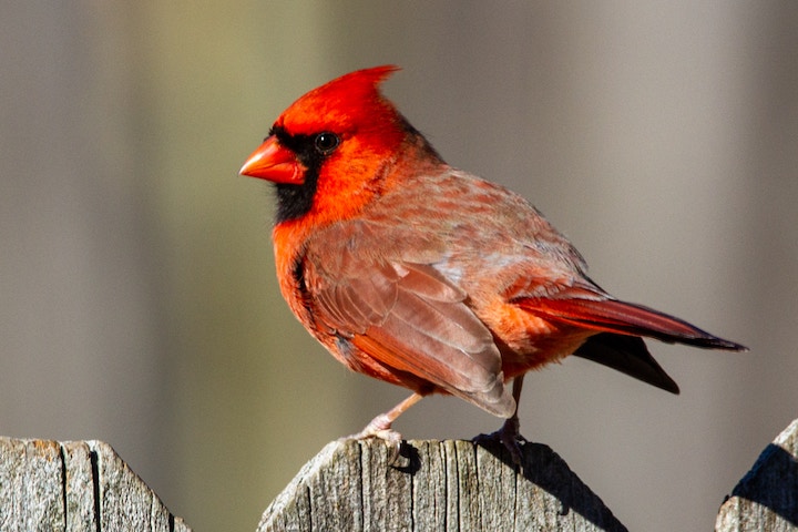 Cardinal Spiritual Meaning