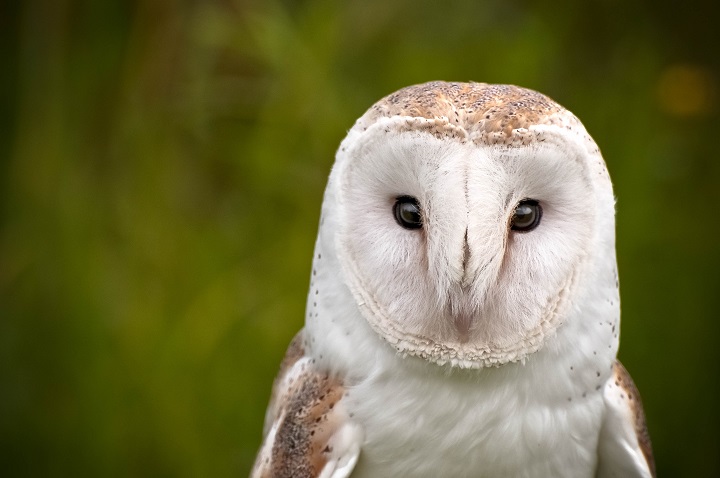 white owl meaning