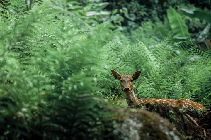 Deer Staring at you