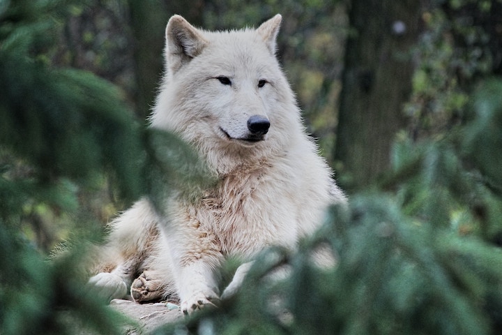 White Wolf In Dream