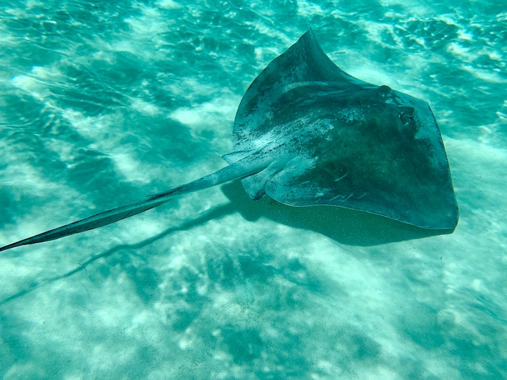 spiritual meaning of stingray