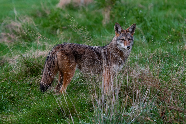 Heres What It Really Means When You See A Coyote