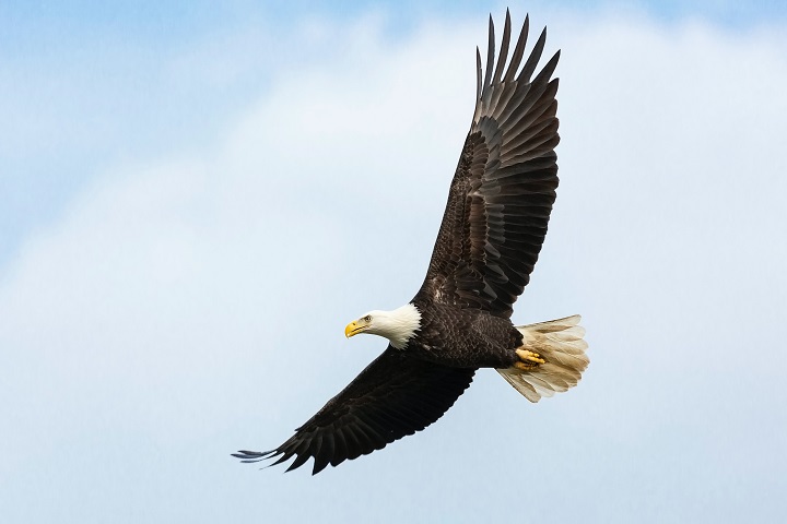 eagle symbolism