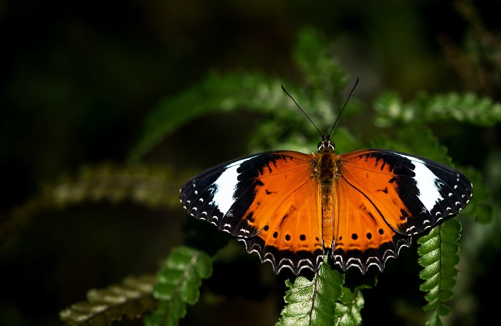 orange butterfly meaning