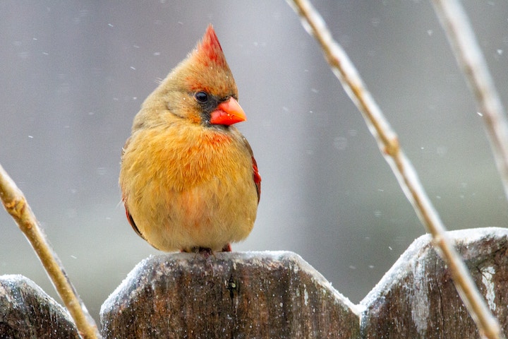 Cardinal Spiritual Meaning