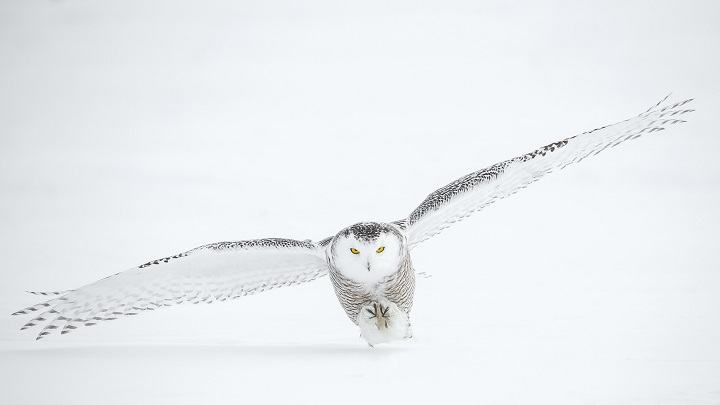 white owl meaning