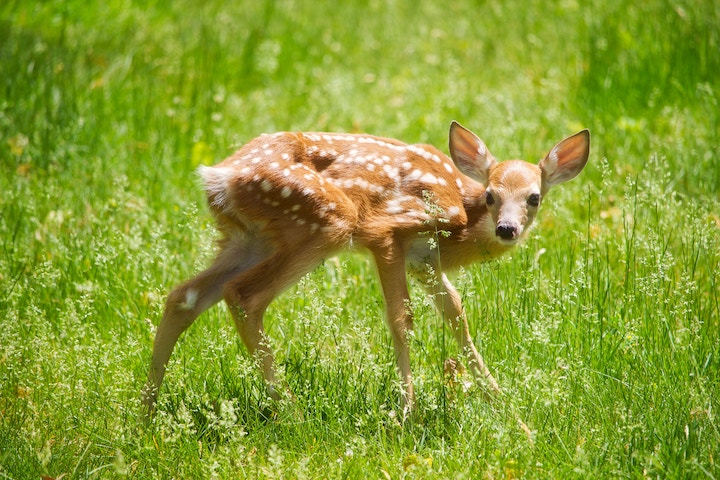 Deer Staring at you