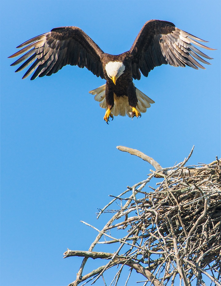 eagle symbolism