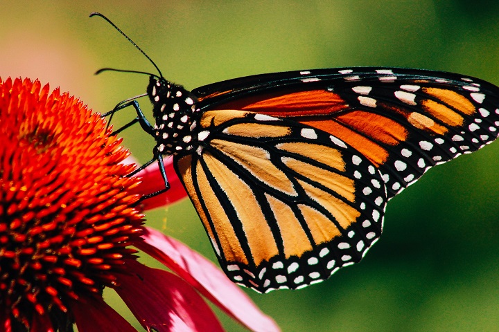 orange butterfly meaning