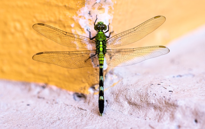 Dragonfly Symbolism