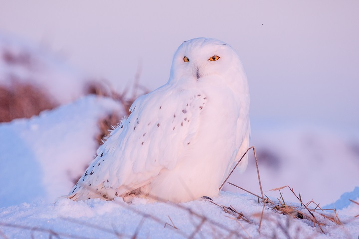 white owl meaning