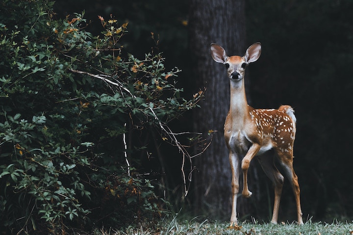 Deer Staring at you