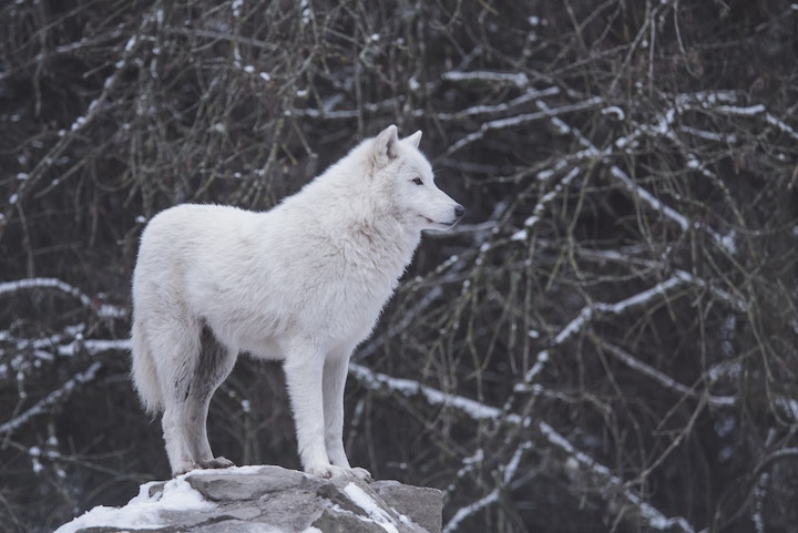 White wolf in dream