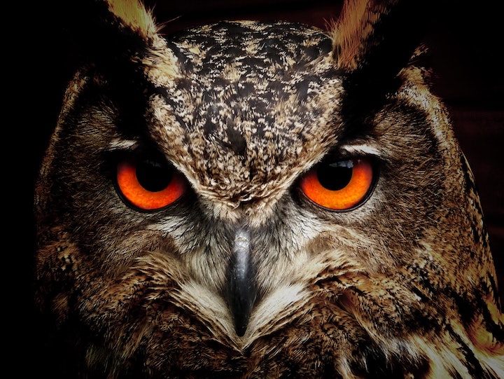 owls hoot