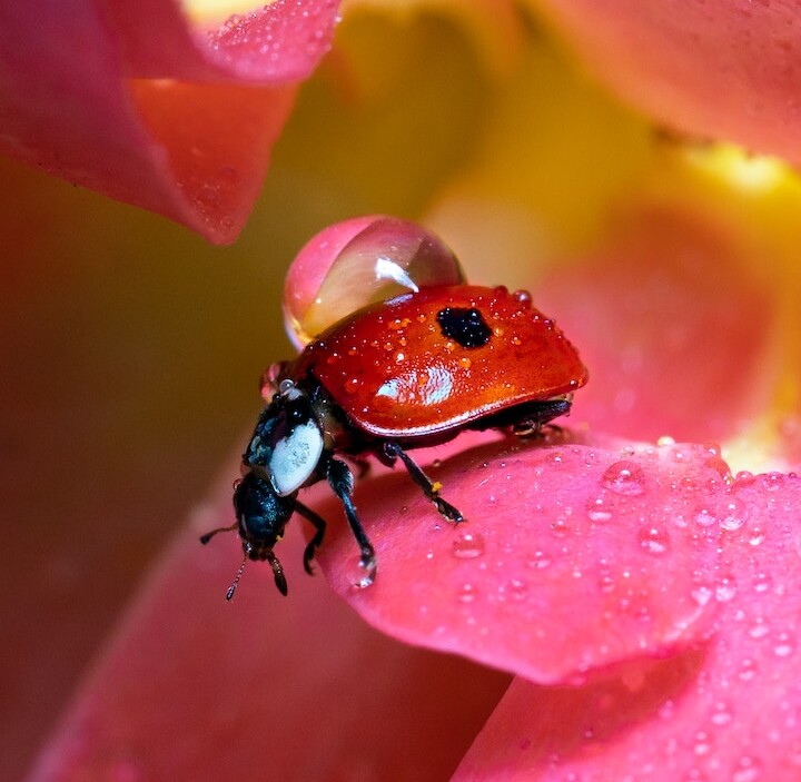 What Does It Mean When a Ladybug Lands On You