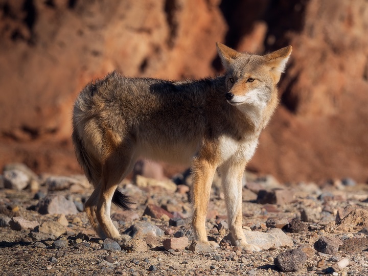 Heres What It Really Means When You See A Coyote