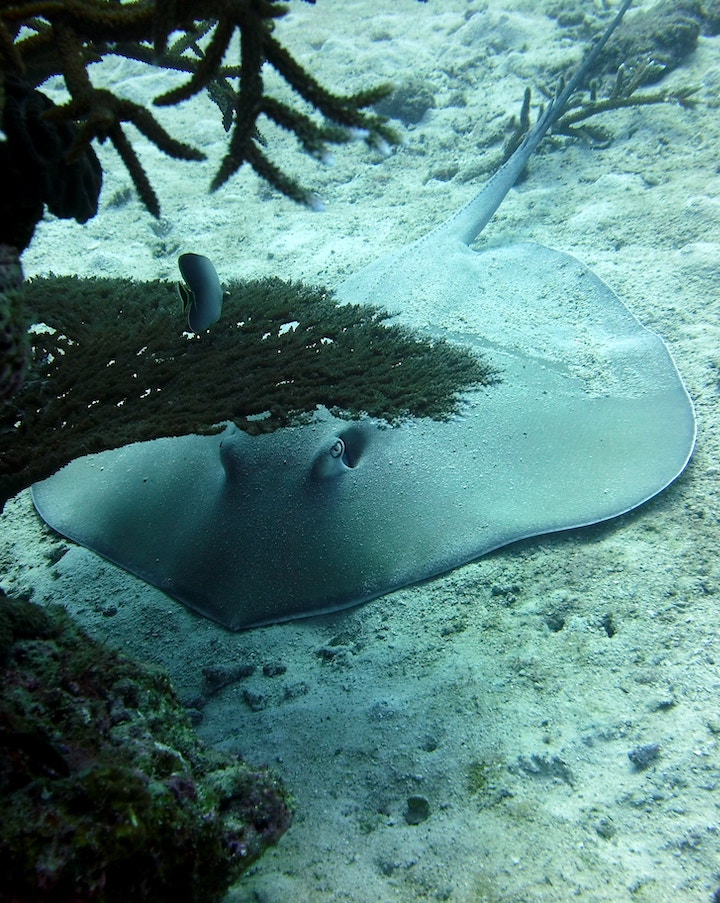 spiritual meaning of stingray