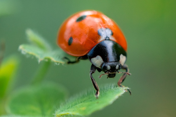 What Does It Mean When a Ladybug Lands On You