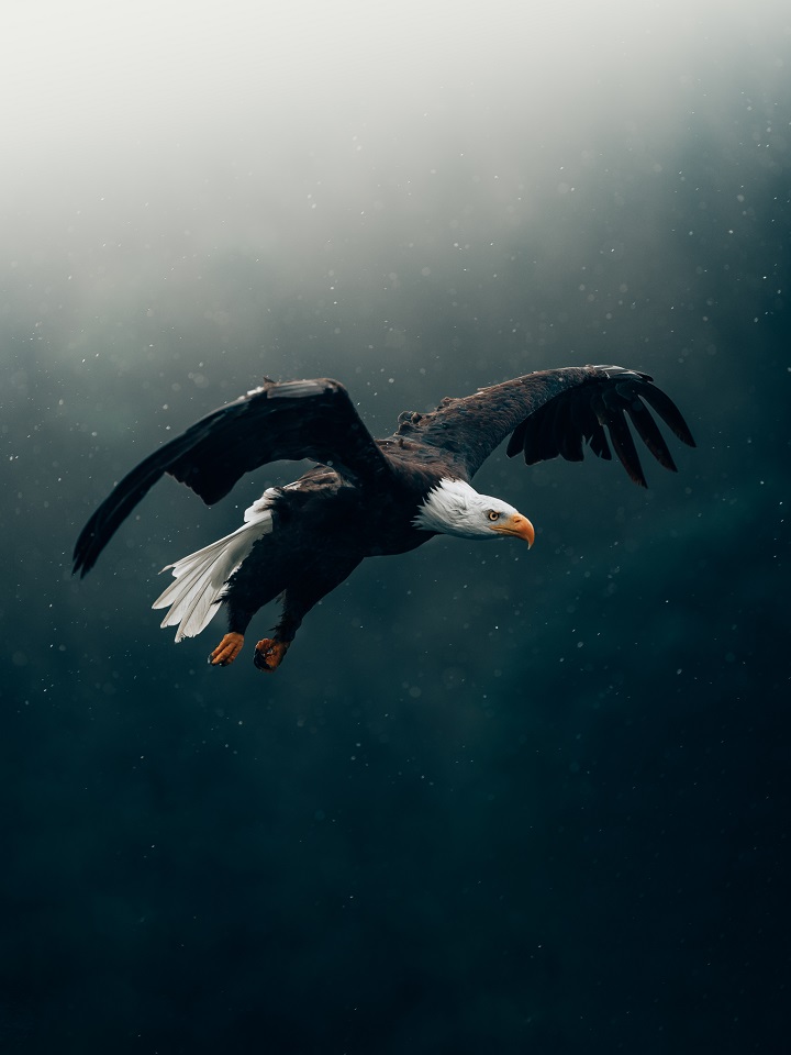 eagle symbolism