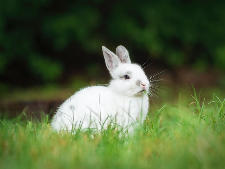 Rabbit Spiritual Meaning