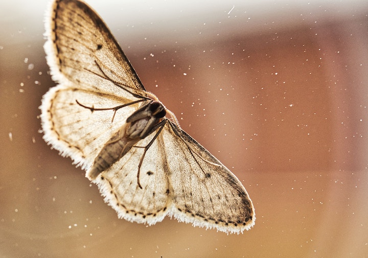 What Does It Mean When a Moth Lands on You