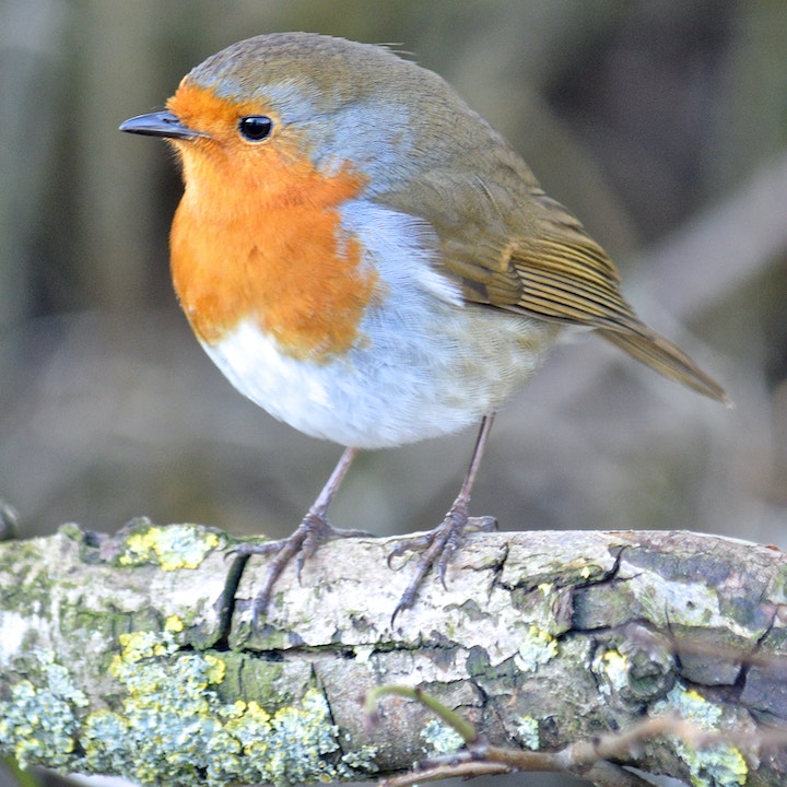 What Does It Mean When a Bird Hits Your Window