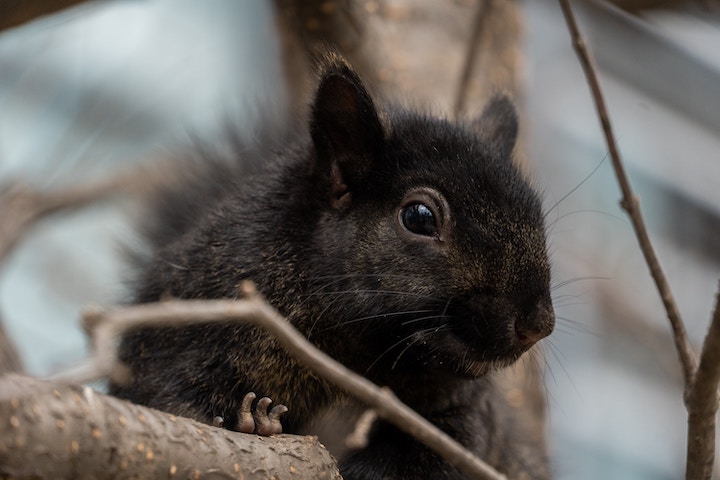 Black Squirrel Symbolism