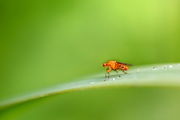Fruitfly spiritual meaning