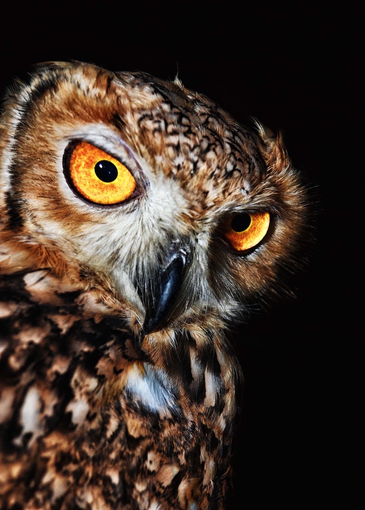 What Does It Mean When You Hear an Owl