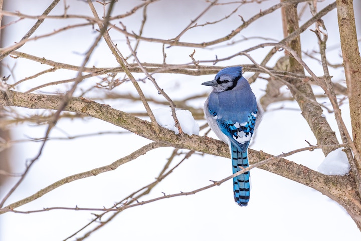 Blue Jay Spiritual Meaning