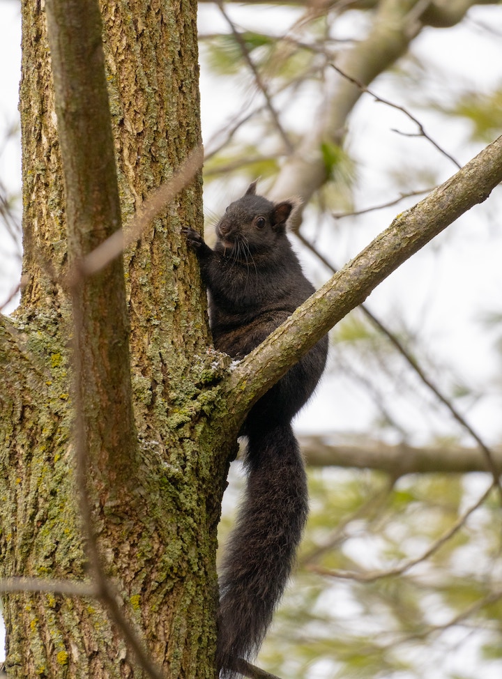 Black Squirrel Symbolism