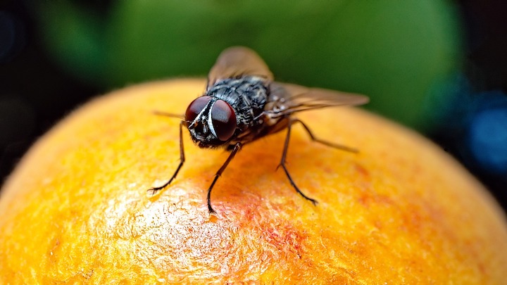 Fruitfly spiritual meaning