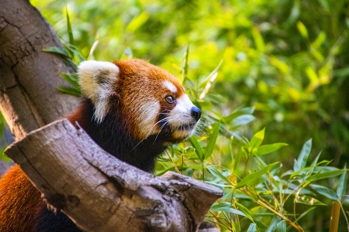 Red Panda Spiritual Meaning