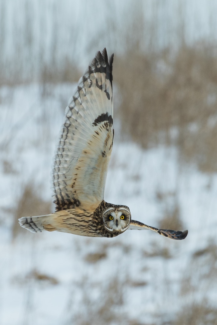 What Does It Mean When You Hear an Owl