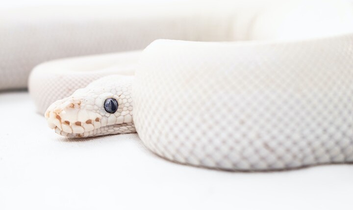 White Snake in Dream