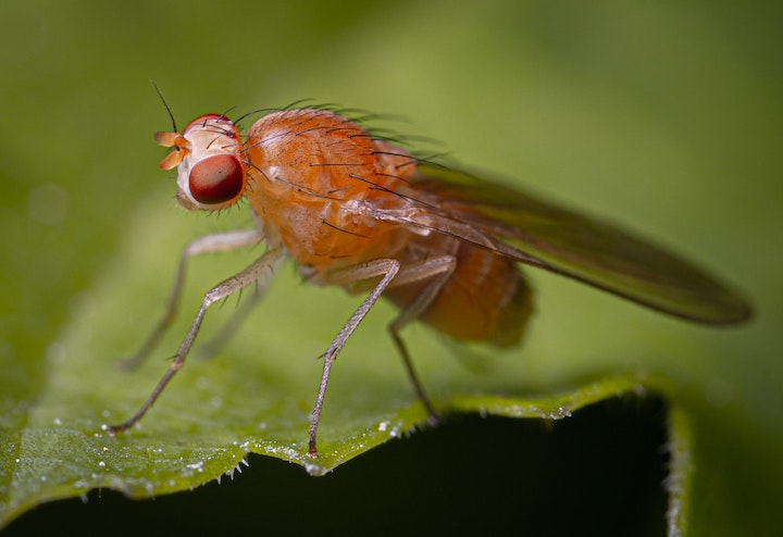 Fruitfly Spiritual Meaning