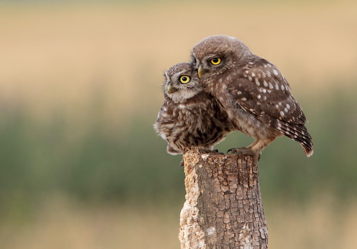 What Does It Mean When You Hear an Owl