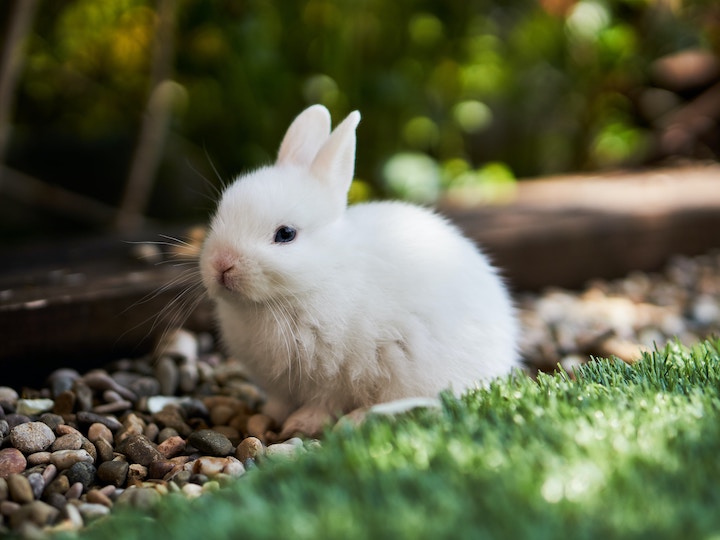 Rabbit Spiritual Meaning