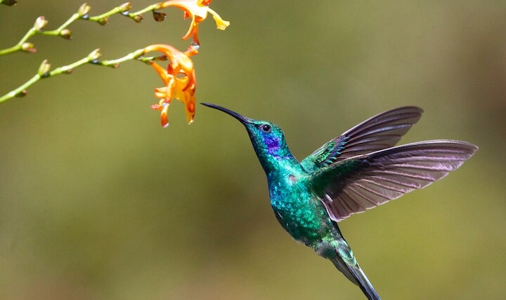 What Does It Mean When you See A Hummingbird