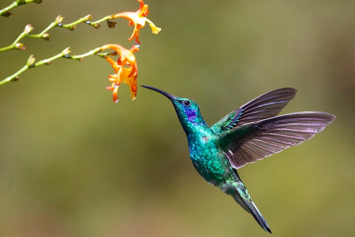What Does It Mean When you See A Hummingbird