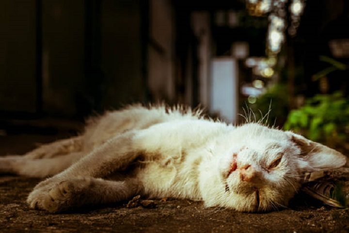 Dead Cat in Dreams