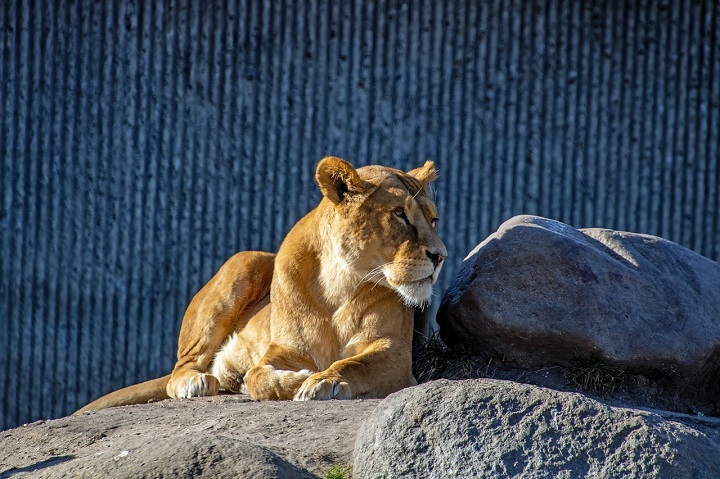 Lioness Dream