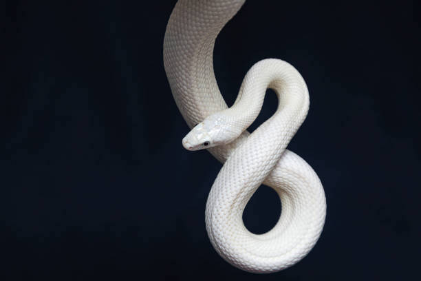White Snake in Dream