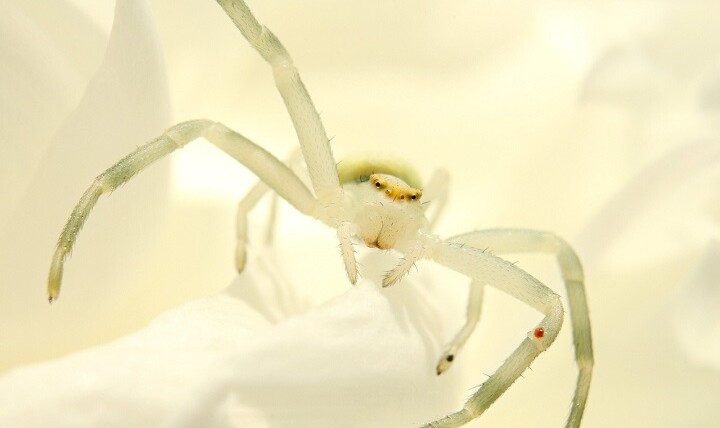 meaning of White spider