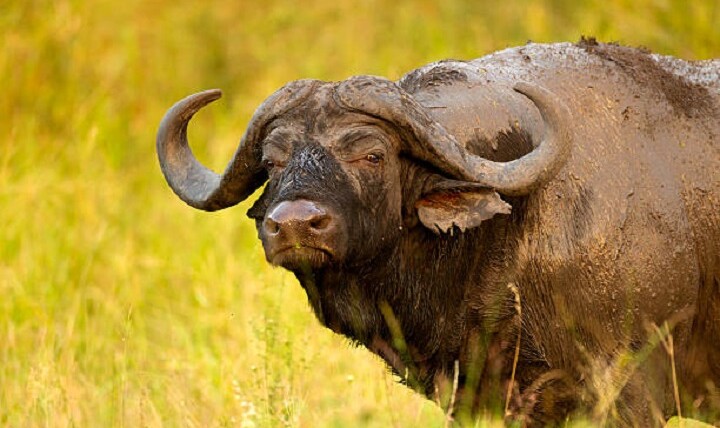 dead buffalo