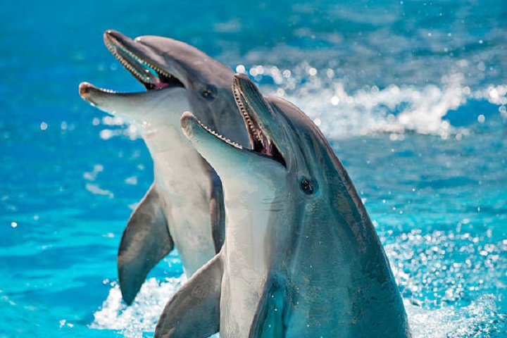 Dolphin dreams
