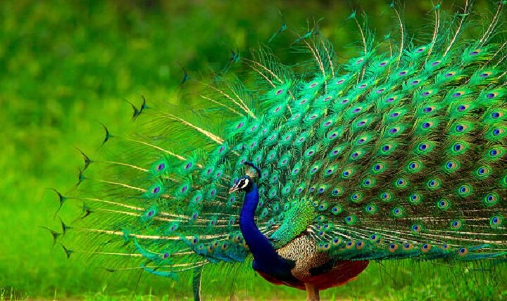 Peacock as a Spiritual Guide